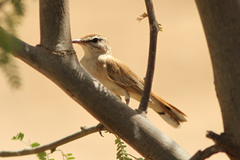 Cercotrichas galactotes