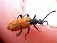 Lemodes atricollis