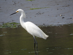 Egretta thula