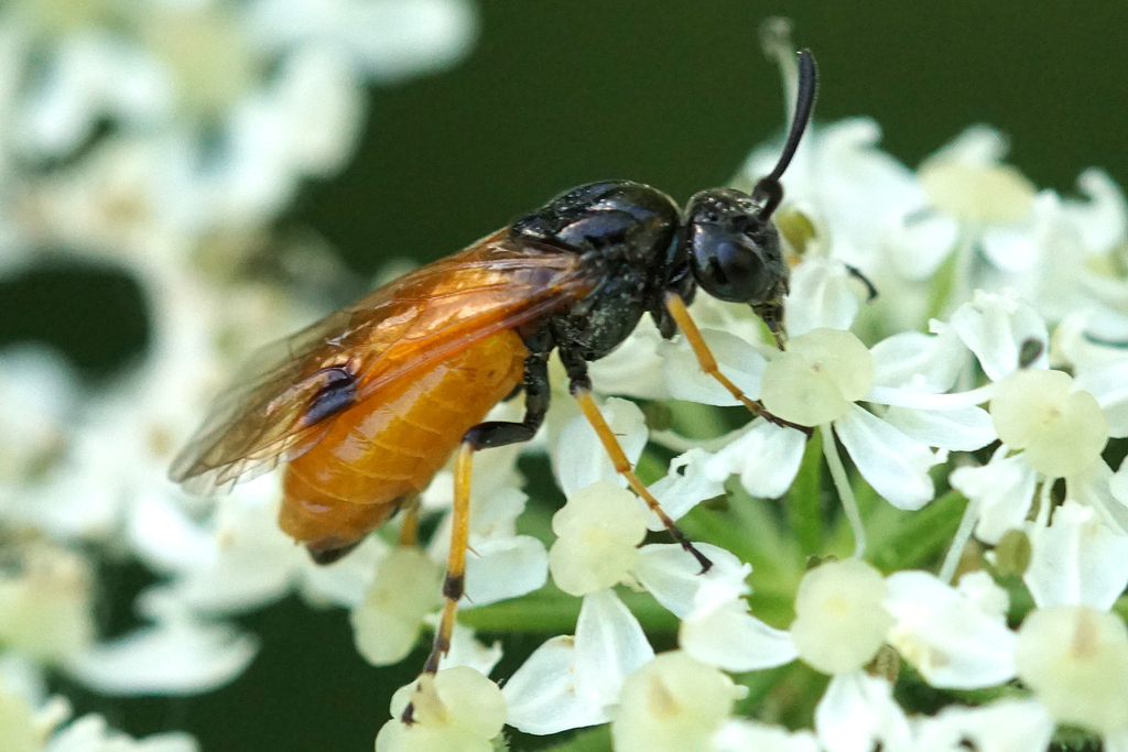 Arge melanochroa