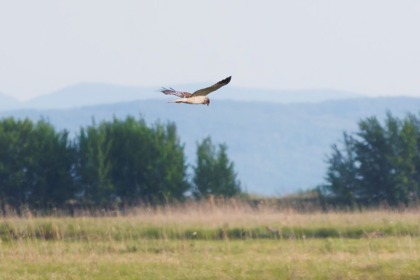 Eastern Marsh Harrier