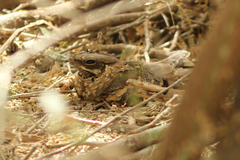 Caprimulgus climacurus