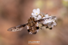 Bombylius albicapillus