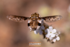 Bombylius albicapillus