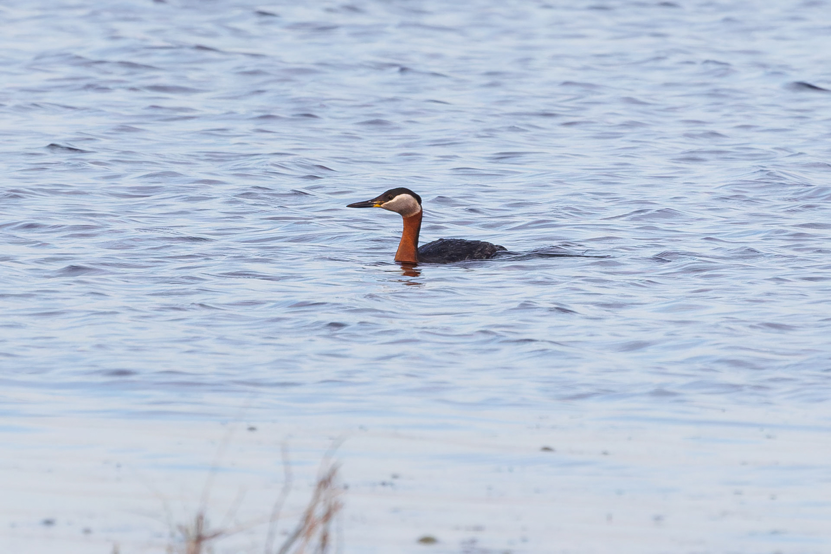 Red-necked Grebe