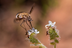 Bombylius albicapillus
