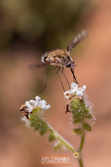 Bombylius albicapillus