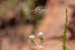 Bombylius albicapillus