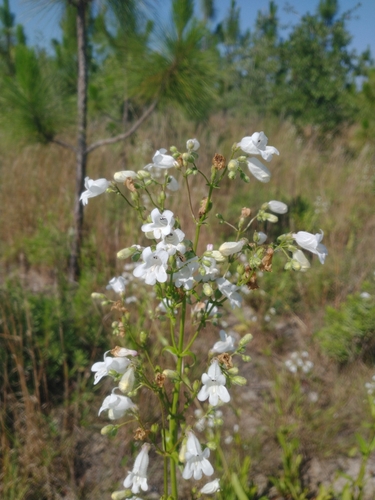 Image of Penstemon multiflorus by (c) i like lizards, some rights reserved (CC BY)