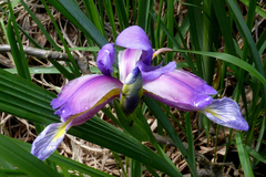 Iris graminea