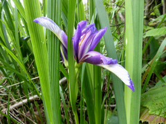 Iris graminea