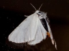 Euproctis melanosoma