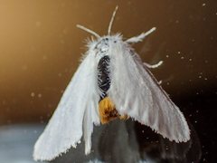 Euproctis melanosoma