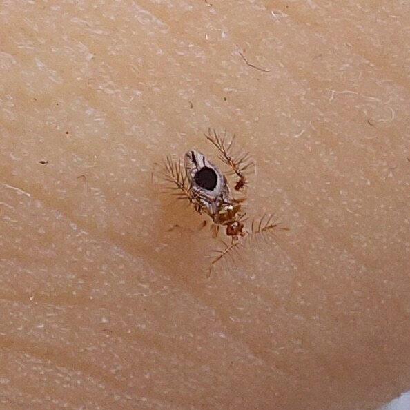 Locoptiris pendleburyi