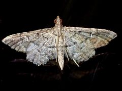 Metasia capnochroa