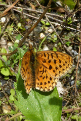 Boloria