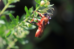 Sphex latreillei