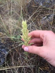 Castilleja thompsonii