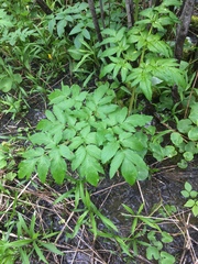 Angelica atropurpurea