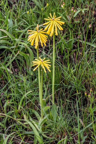 Sickle Poker (Kniphofia drepanophylla)