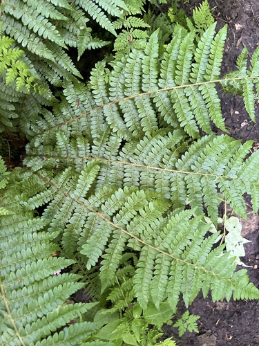 Polystichum braunii iNat (2)