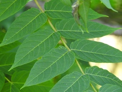 Ailanthus altissima