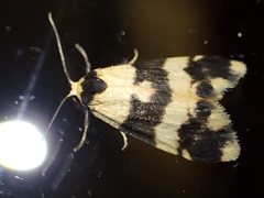 Thallarcha chrysochares