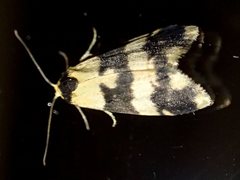 Thallarcha chrysochares