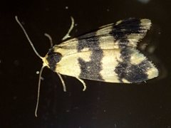 Thallarcha chrysochares