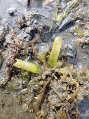 Halosaccion glandiforme