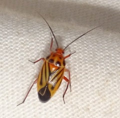Calocoris barberi