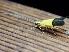 Crocanthes micradelpha