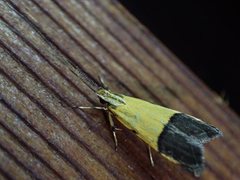 Crocanthes micradelpha