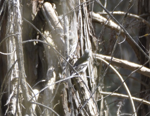 African Chaffinch (Fringilla spodiogenys), photo 9