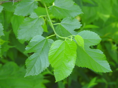 Morus alba