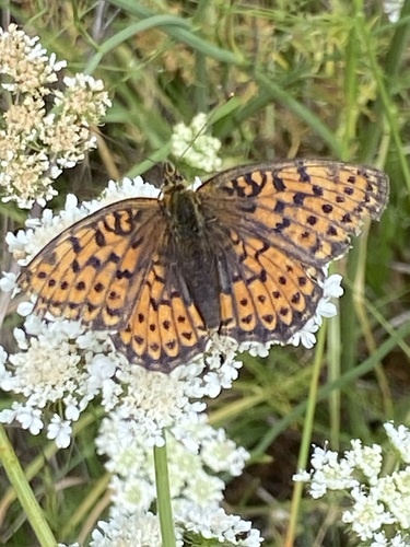 Twin-spot Fritillary