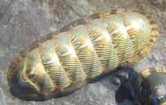 Ischnochiton maorianus