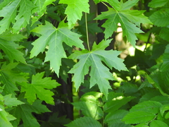 Acer saccharinum