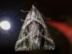 Dichromodes stilbiata