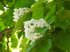 Catalpa