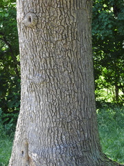 Catalpa