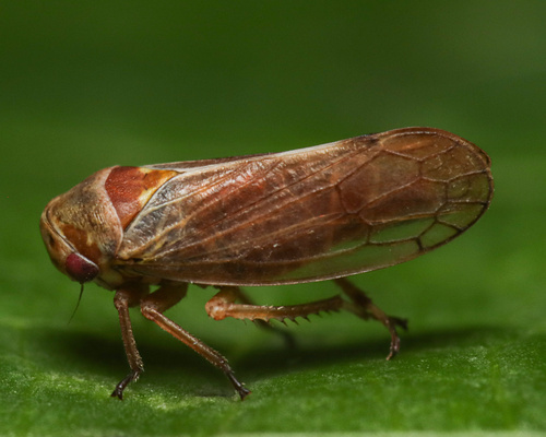 Oncopsis subangulata