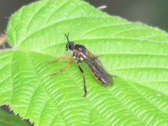 Dioctria rufipes