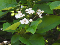 Catalpa