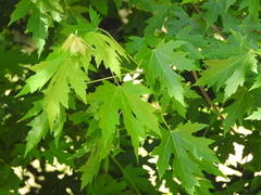 Acer saccharinum