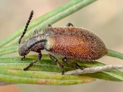 Metriolagria affinis