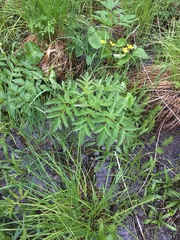 Angelica atropurpurea