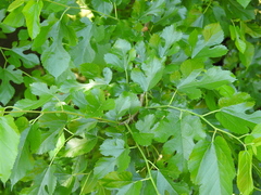 Morus alba