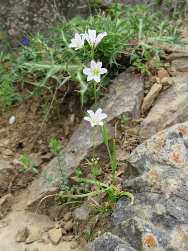 Image of Gagea graeca by (c) Ronald Flipphi, some rights reserved (CC BY-SA)