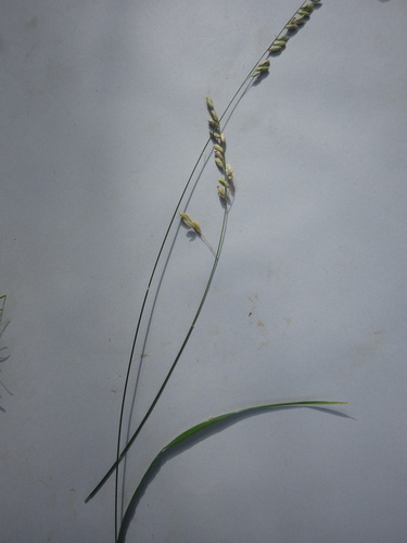 Image of Melica minuta by (c) Pere Barnola, some rights reserved (CC BY-SA)